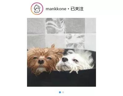 Ins上惊现用泰迪熬汤，而事实是……-1.jpg