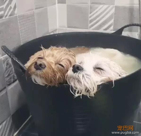 Ins上惊现用泰迪熬汤，而事实是……-2.jpg