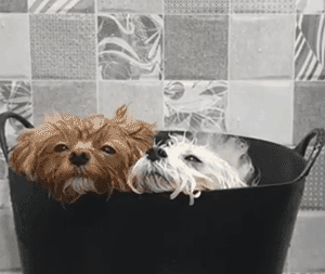 Ins上惊现用泰迪熬汤，而事实是……-5.gif