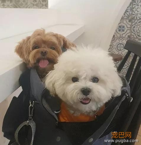 Ins上惊现用泰迪熬汤，而事实是……-12.jpg