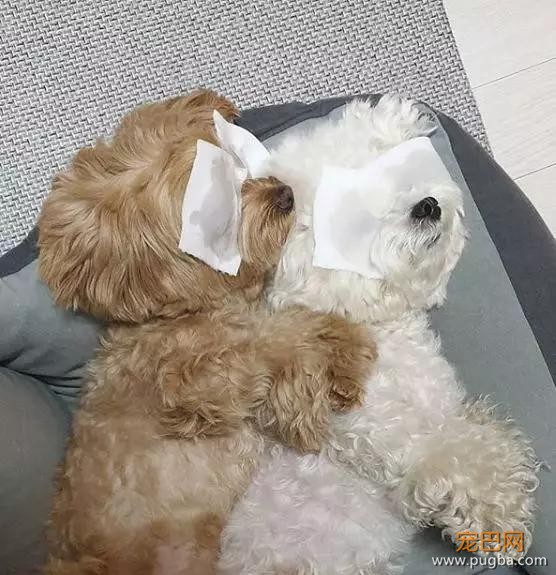 Ins上惊现用泰迪熬汤，而事实是……-9.jpg