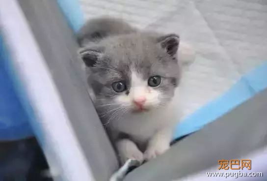如果对宠物失而复得的方法是克隆，你接受吗？-8.jpeg