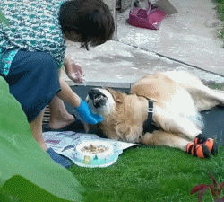 如果对宠物失而复得的方法是克隆，你接受吗？-3.gif