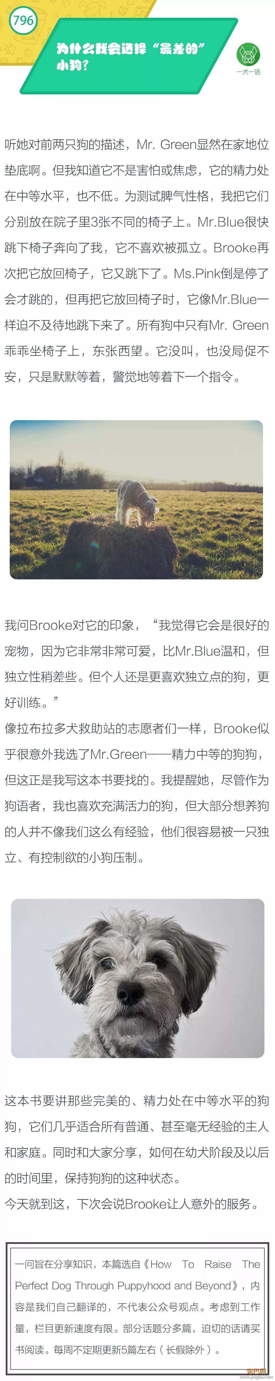 为什么我会选择“最差的”小狗？-1.jpeg