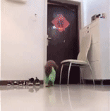 主人不放心狗狗自己在家，看完监控画面哽咽了……-3.gif