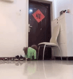 主人不放心狗狗自己在家，看完监控画面哽咽了……-4.gif