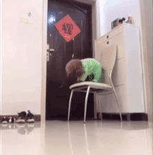 主人不放心狗狗自己在家，看完监控画面哽咽了……-6.gif