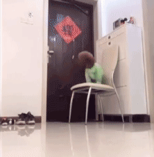 主人不放心狗狗自己在家，看完监控画面哽咽了……-7.gif