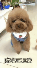 主人不放心狗狗自己在家，看完监控画面哽咽了……-8.gif
