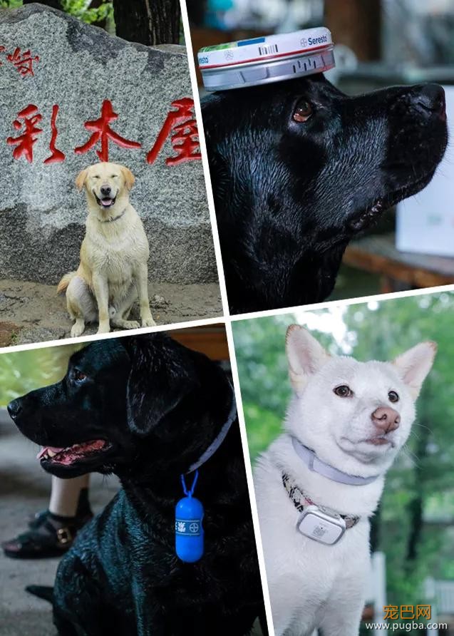 主人不放心狗狗自己在家，看完监控画面哽咽了……-22.jpg
