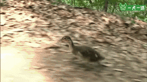 21个鸟宝宝陪他登山，这可能是父亲节最酷的爸爸了-3.gif