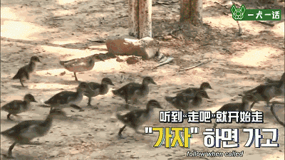 21个鸟宝宝陪他登山，这可能是父亲节最酷的爸爸了-4.gif