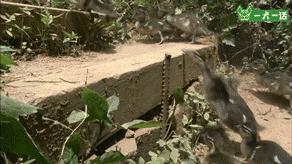 21个鸟宝宝陪他登山，这可能是父亲节最酷的爸爸了-13.gif
