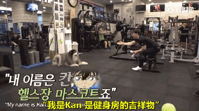125斤的超重阿拉，宁可当单身狗也不想减肥，铲屎官无奈为它请了个私教...-1.gif
