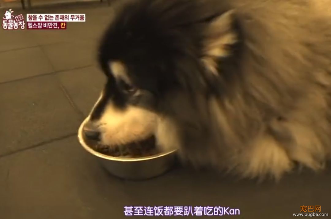 125斤的超重阿拉，宁可当单身狗也不想减肥，铲屎官无奈为它请了个私教...-6.jpeg