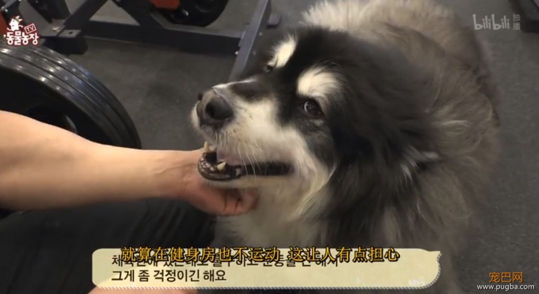 125斤的超重阿拉，宁可当单身狗也不想减肥，铲屎官无奈为它请了个私教...-8.jpeg
