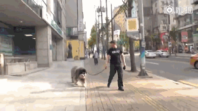 125斤的超重阿拉，宁可当单身狗也不想减肥，铲屎官无奈为它请了个私教...-15.gif