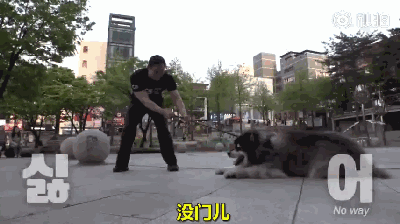 125斤的超重阿拉，宁可当单身狗也不想减肥，铲屎官无奈为它请了个私教...-17.gif
