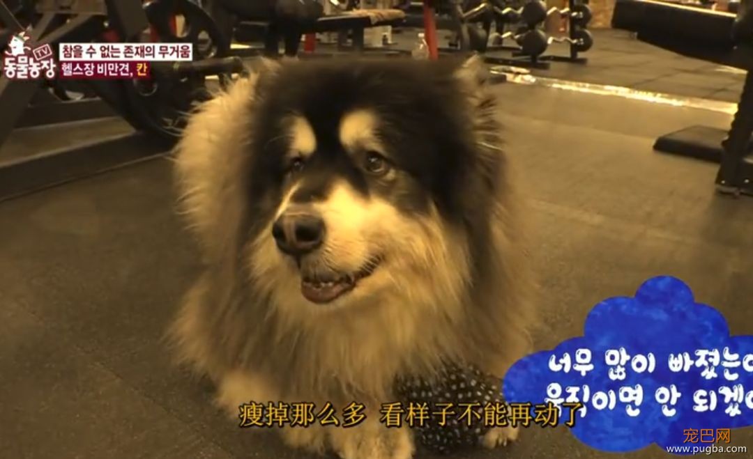 125斤的超重阿拉，宁可当单身狗也不想减肥，铲屎官无奈为它请了个私教...-20.jpeg