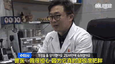 125斤的超重阿拉，宁可当单身狗也不想减肥，铲屎官无奈为它请了个私教...-21.gif