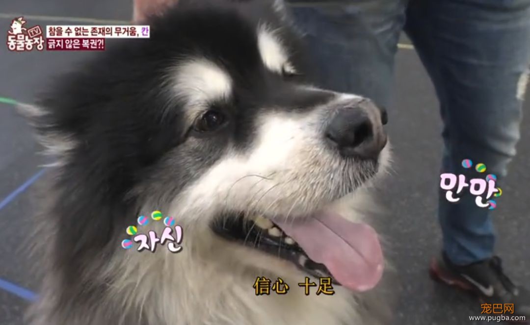 125斤的超重阿拉，宁可当单身狗也不想减肥，铲屎官无奈为它请了个私教...-27.jpeg