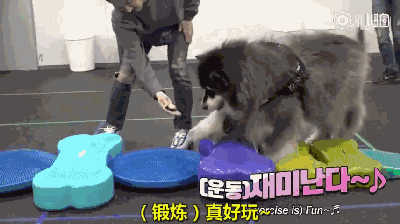 125斤的超重阿拉，宁可当单身狗也不想减肥，铲屎官无奈为它请了个私教...-30.gif