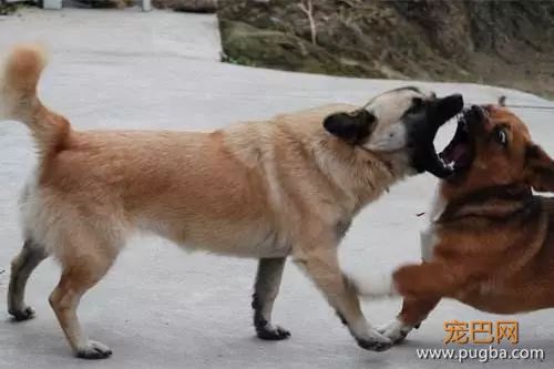 不能打狗≠纵容狗子犯错，这招可比打有效多了……-4.jpeg