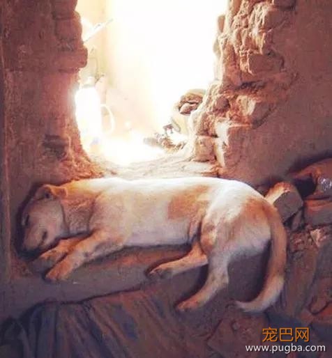 士兵从战场上救了1只流浪狗，后来才发现，救的原来是自己-2.jpg