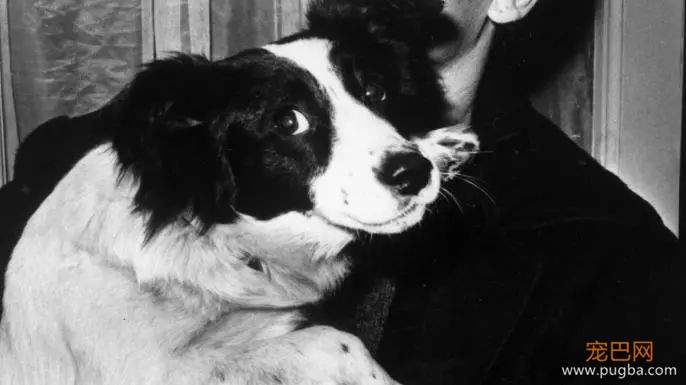 52年前，有只牧羊犬拯救了世界杯-1.jpeg