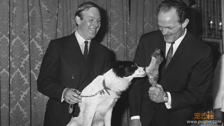 52年前，有只牧羊犬拯救了世界杯-10.jpeg