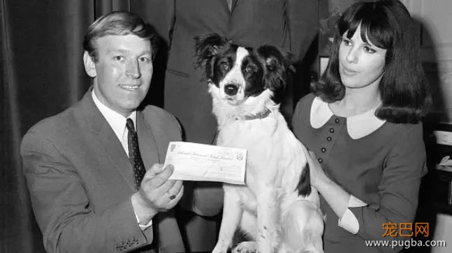 52年前，有只牧羊犬拯救了世界杯-12.jpeg