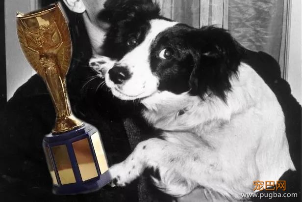 52年前，有只牧羊犬拯救了世界杯-17.jpeg
