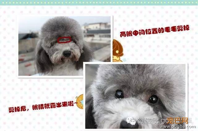在家如何给泰迪修剪毛发-4.jpeg