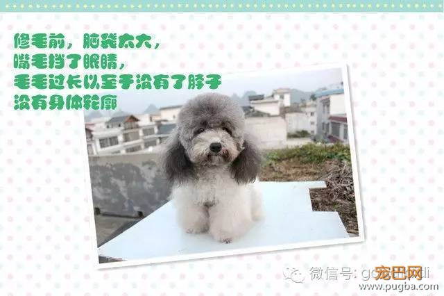 在家如何给泰迪修剪毛发-3.jpeg