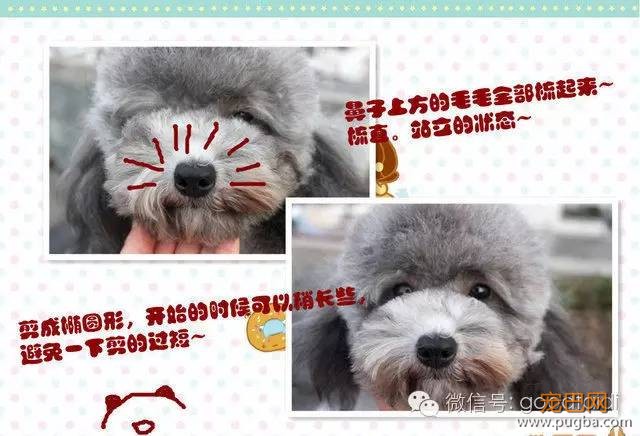 在家如何给泰迪修剪毛发-5.jpeg