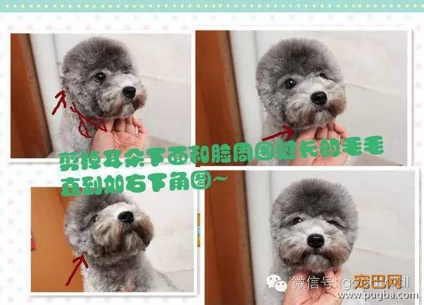 在家如何给泰迪修剪毛发-9.jpeg
