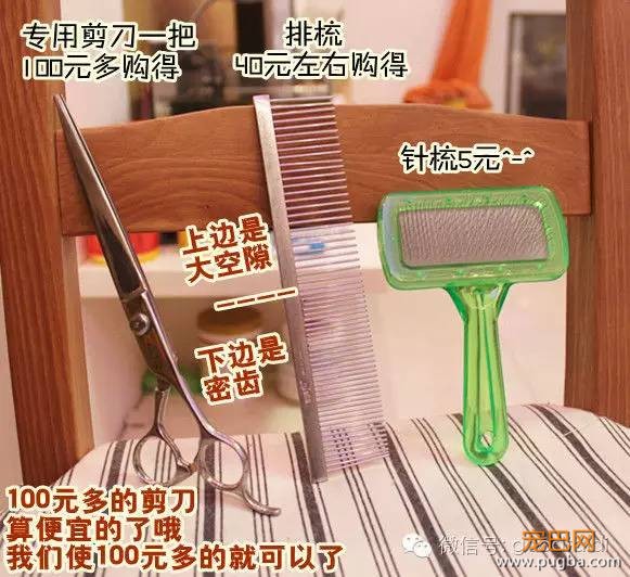在家如何给泰迪修剪毛发-1.jpeg