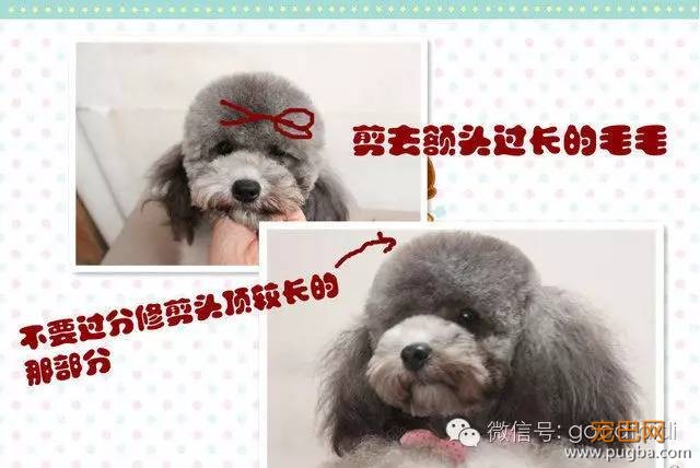 在家如何给泰迪修剪毛发-8.jpeg