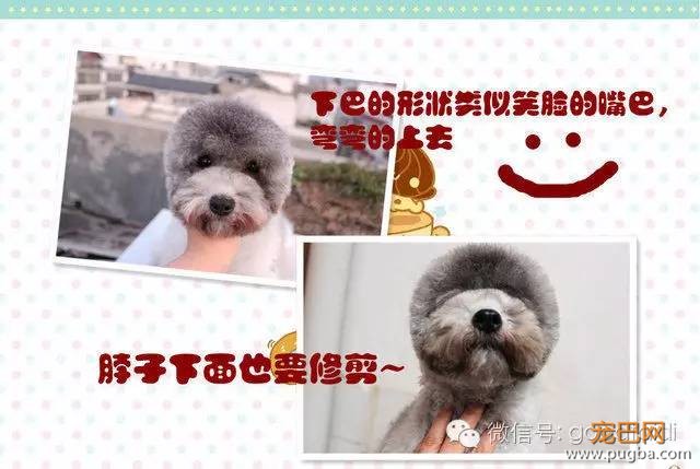 在家如何给泰迪修剪毛发-7.jpeg