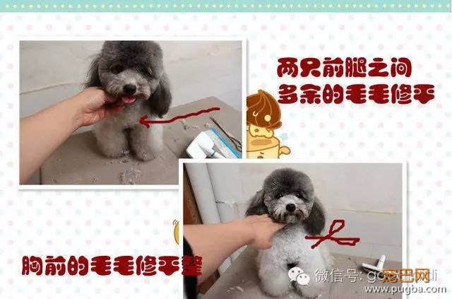 在家如何给泰迪修剪毛发-12.jpeg
