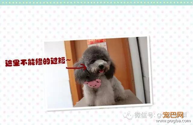 在家如何给泰迪修剪毛发-16.jpeg