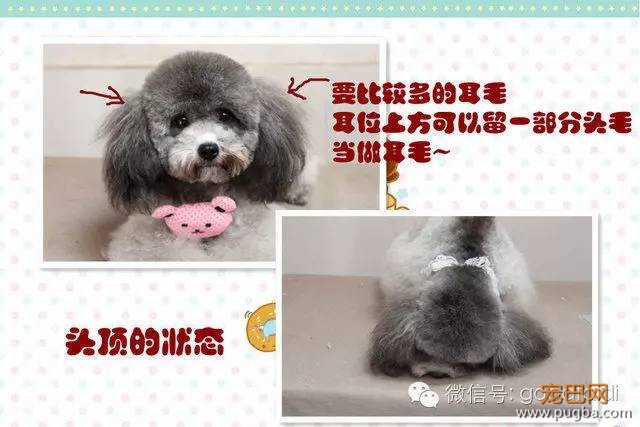 在家如何给泰迪修剪毛发-15.jpeg