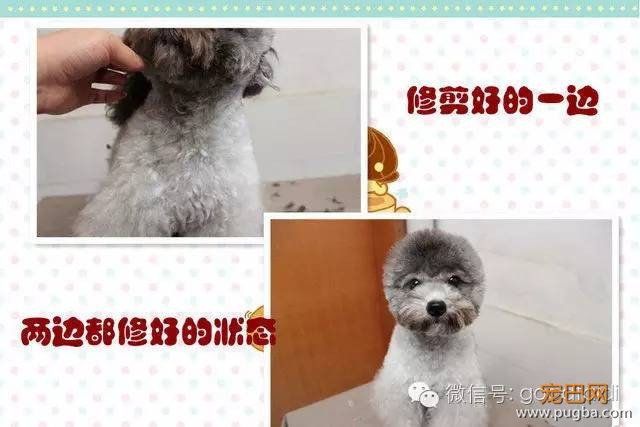 在家如何给泰迪修剪毛发-11.jpeg