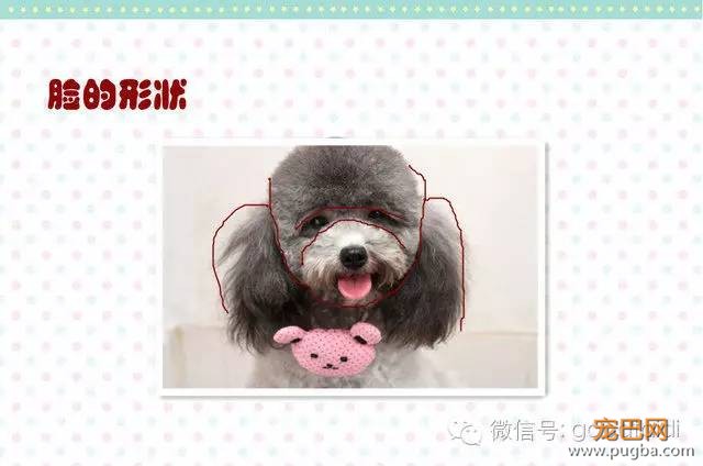 在家如何给泰迪修剪毛发-17.jpeg