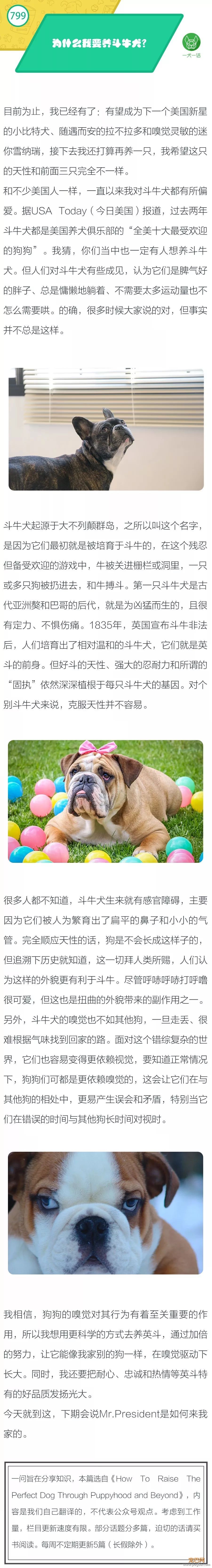 为什么我要养斗牛犬？-1.jpeg