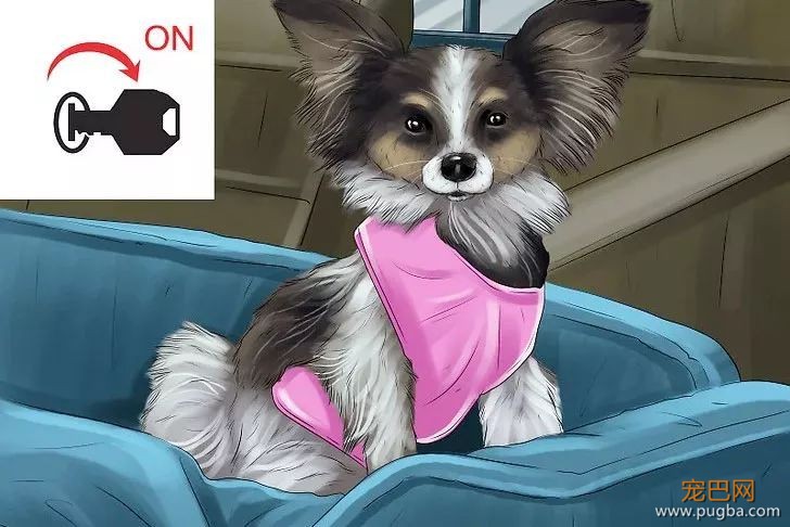 狗狗一坐车就吐？3个方法帮它克服晕车-4.jpeg