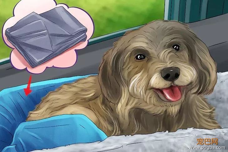 狗狗一坐车就吐？3个方法帮它克服晕车-7.jpeg