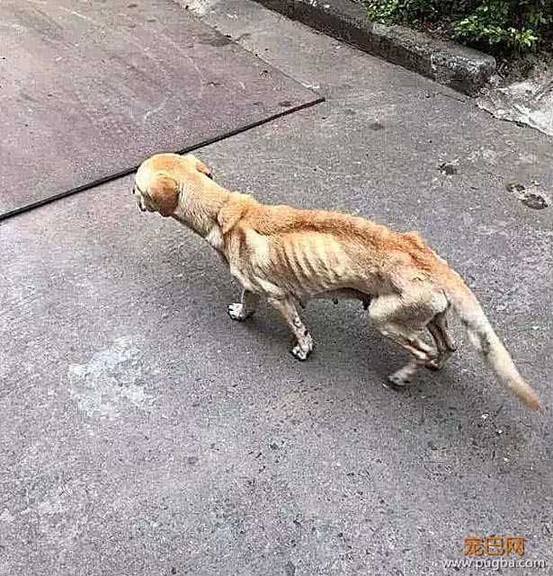 无意跟踪了一只流浪狗，看到背后的真相，让人泪奔-2.jpeg