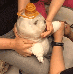 剪指甲怕狗乱动，铲屎官就搞了套装备...感觉狗砸要崩溃了！-2.gif