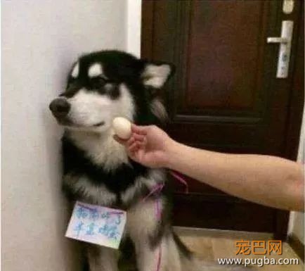 狗狗吃鸡蛋的好处-5.jpeg